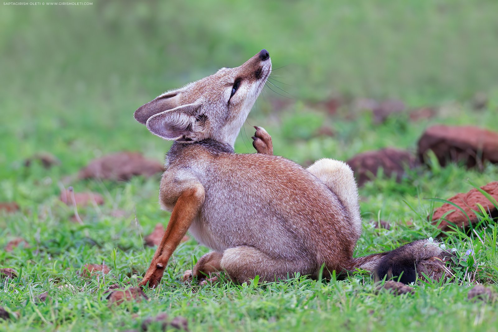 Bengal Fox photographed at Bhigwan, Maharastra