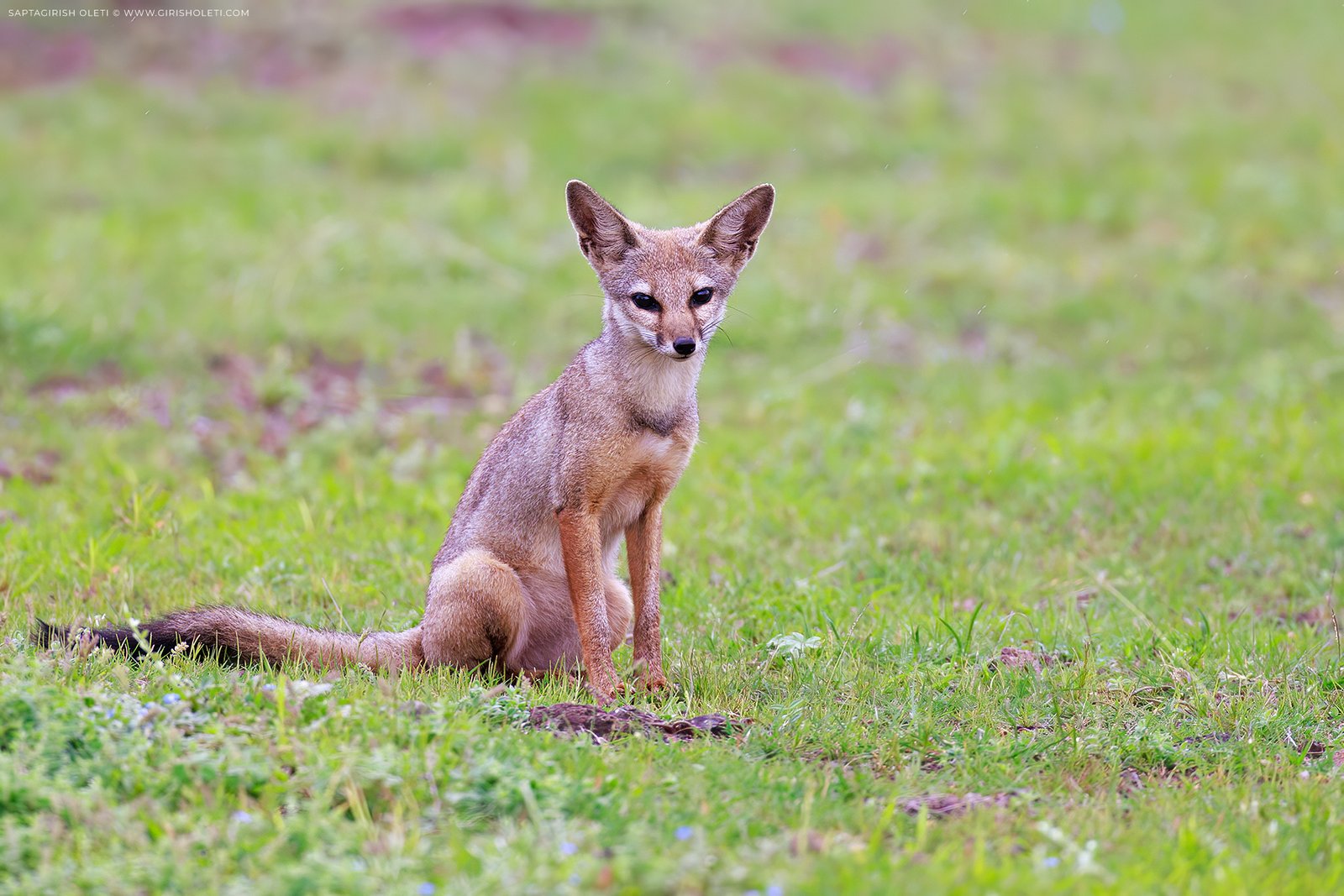 Bengal Fox photographed at Bhigwan, Maharastra