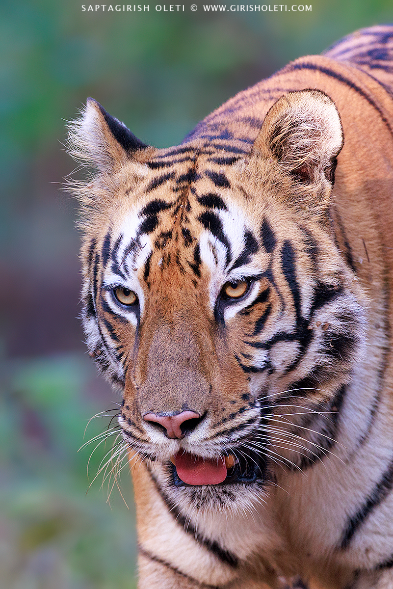 Bengal Tiger photographed at Tadoba Andhari Tiger Reserve