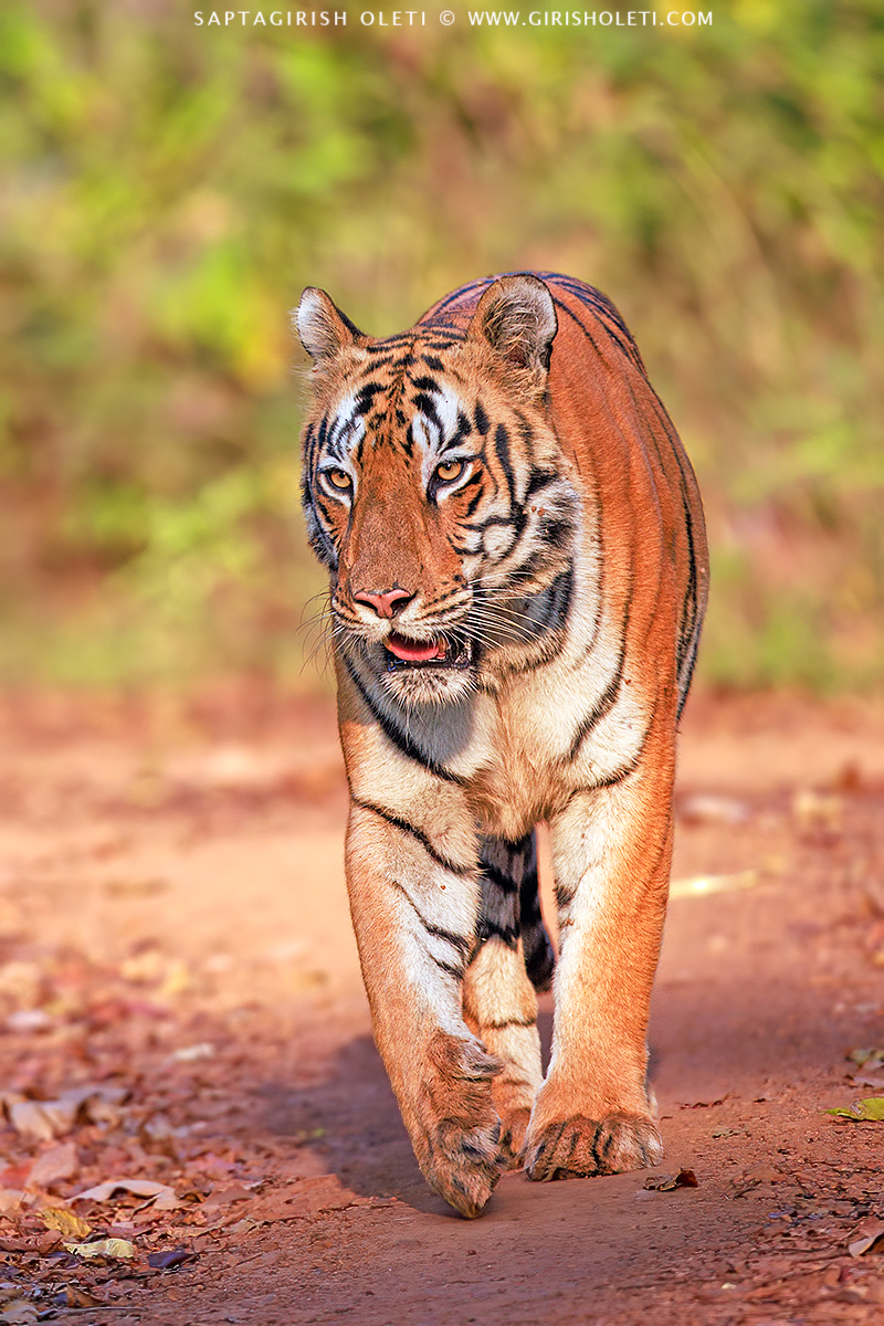 Bengal Tiger photographed at Tadoba Andhari Tiger Reserve