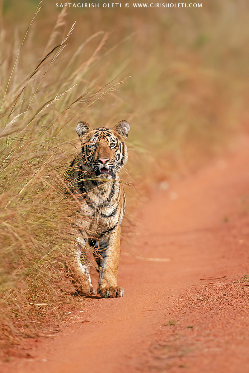 Bengal Tiger photographed at Tadoba Andhari Tiger Reserve