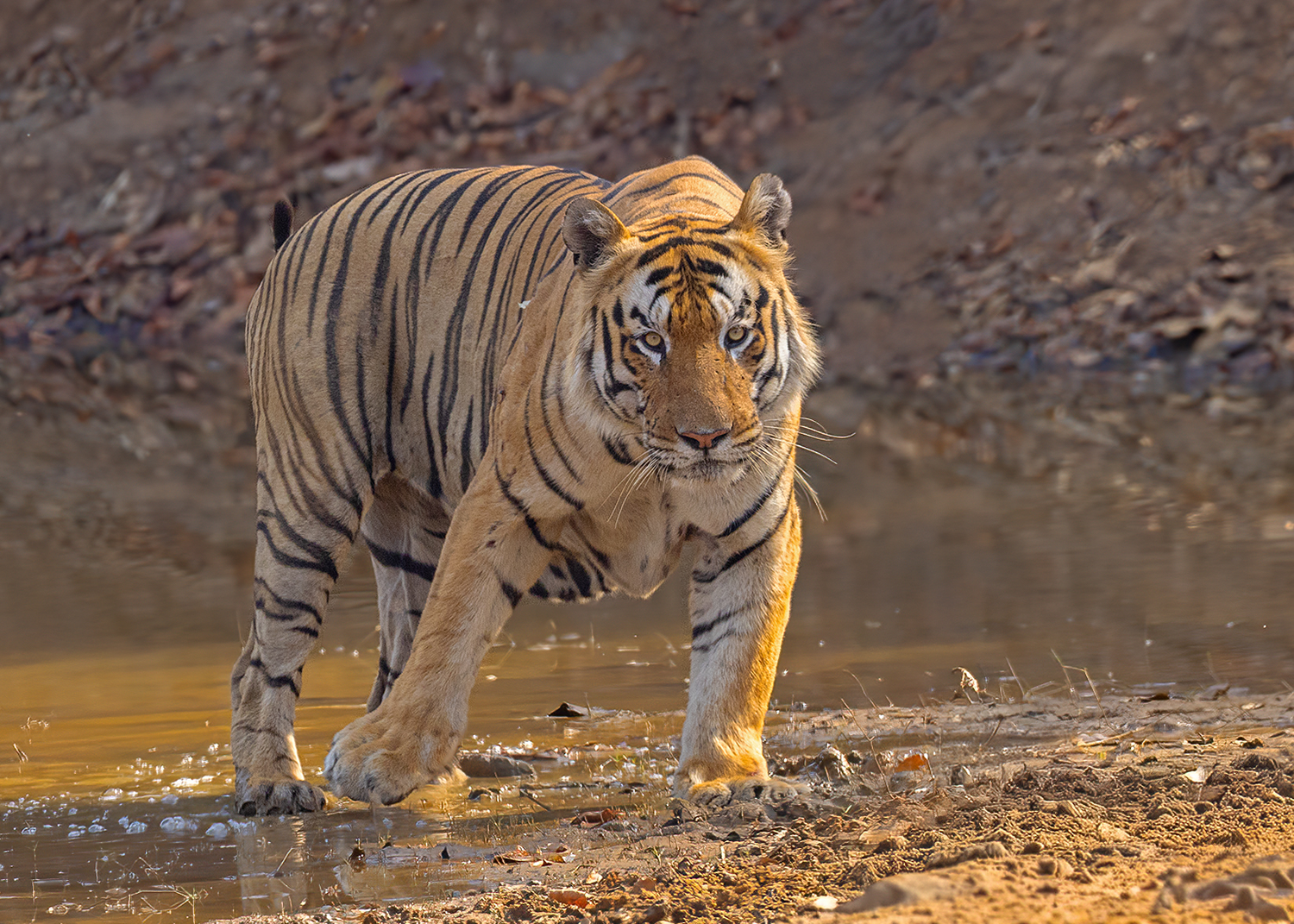 Bengal Tiger photographed at Tadoba Andhari Tiger Reserve