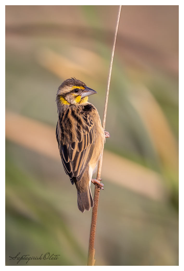 Black-breasted Weaver photographed at Nalsarovar