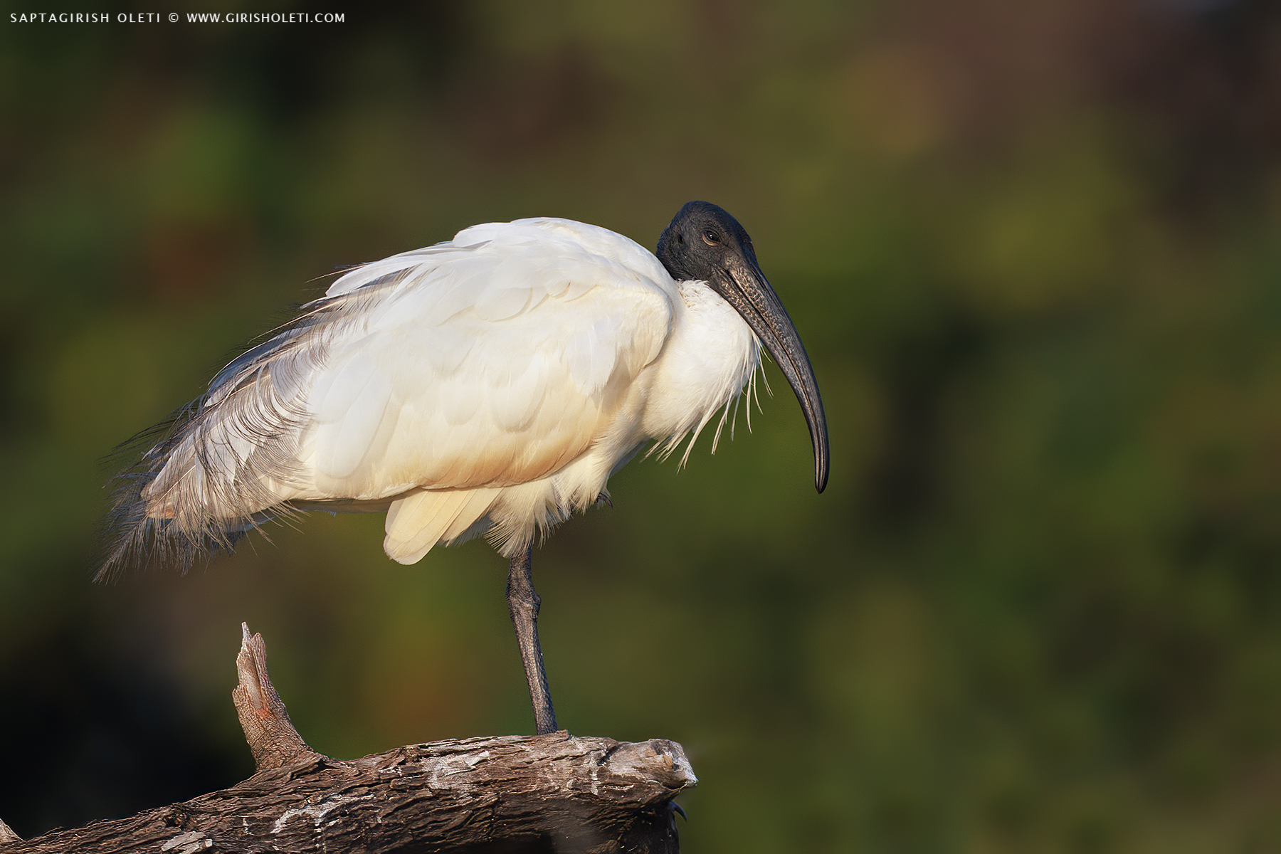 Black-headed Ibis photographed at Bhigwan, Maharastra