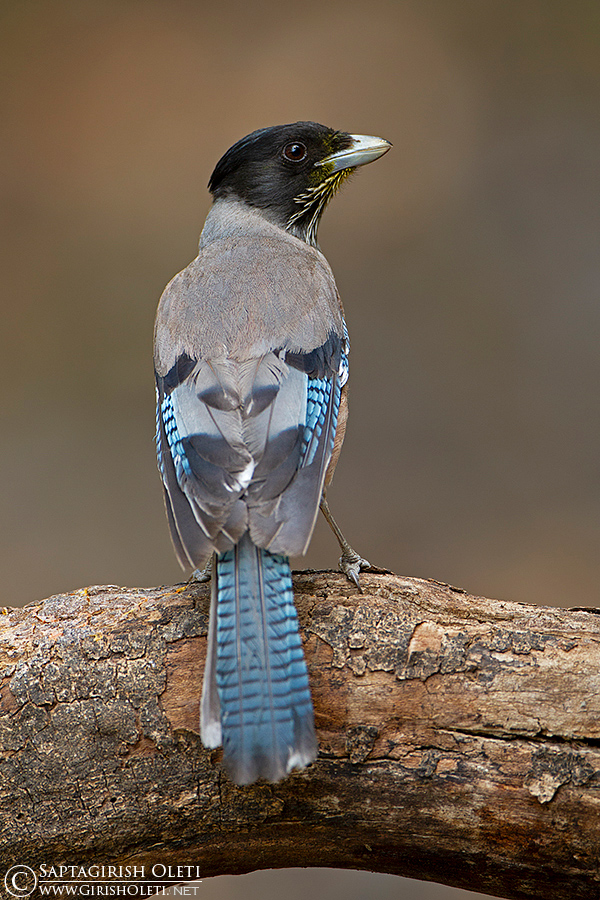 Black-headed Jay photographed at Sattal