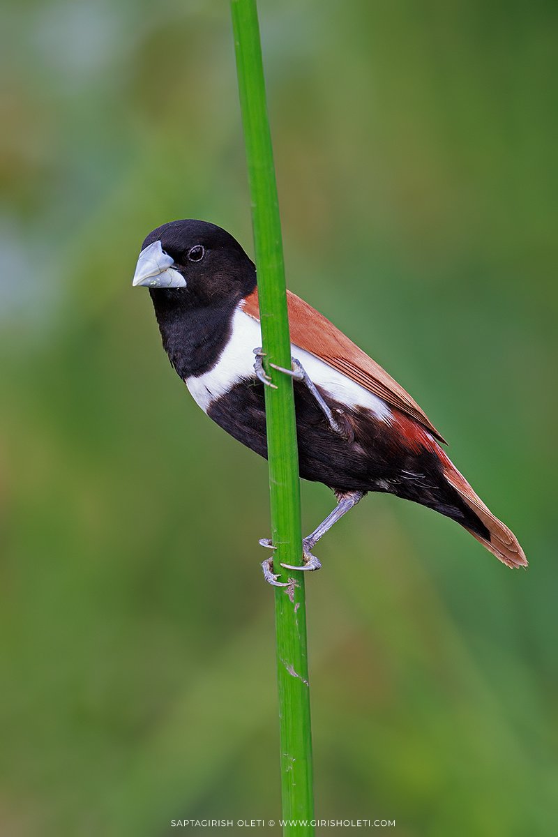 Black-headed Munia photographed at Bhigwan