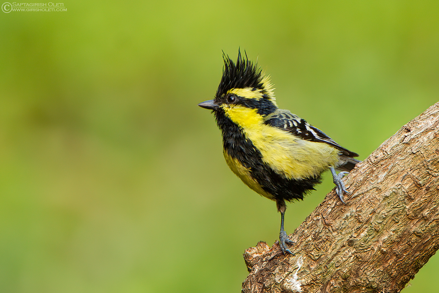 Black-lored Yellow Tit photographed at Sattal, India