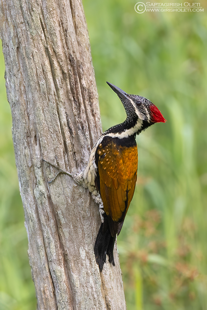 Black-rumped Flameback photographed at Thattekad, Kerala