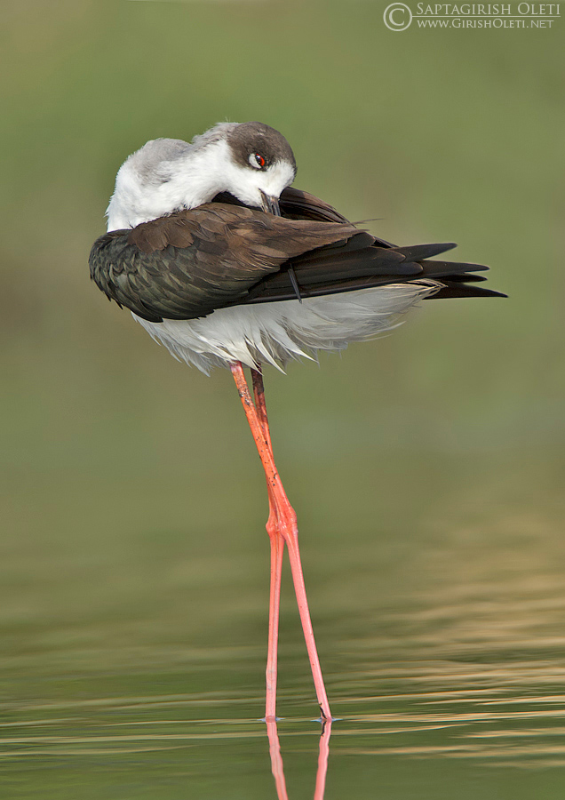 Black-winged Stilt photographed at Bangalore