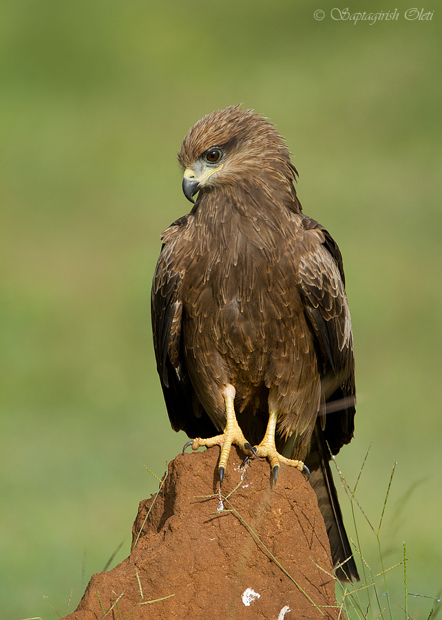 Black Kite photographed at Bangalore, India