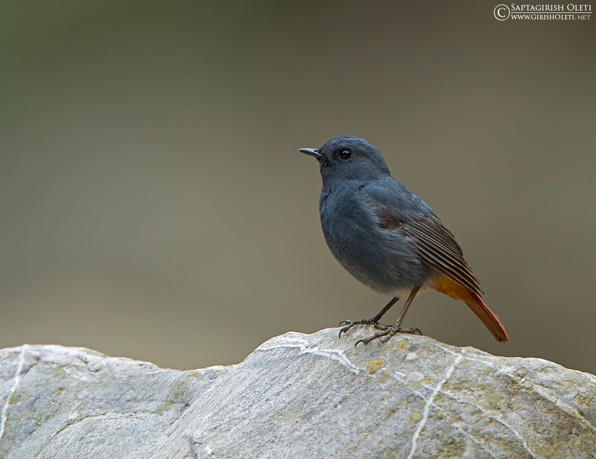 Blue-capped Redstart photographed at Sattal