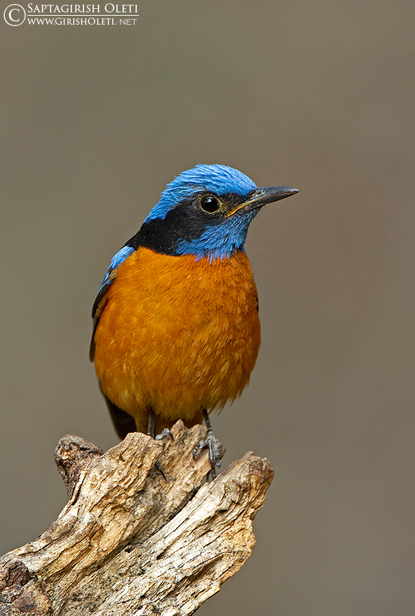Blue-capped Rock-thrush photographed at Sattal