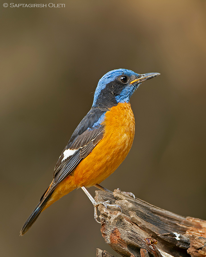 Blue-capped Rock-thrush photographed at Sattal, India