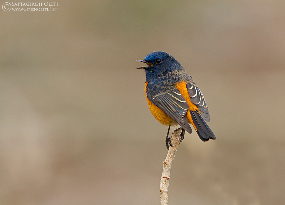 Blue-fronted Redstart photographed at Chopta, India