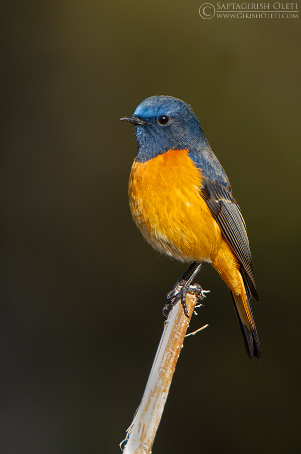 Blue-fronted Redstart photographed at Chopta, India