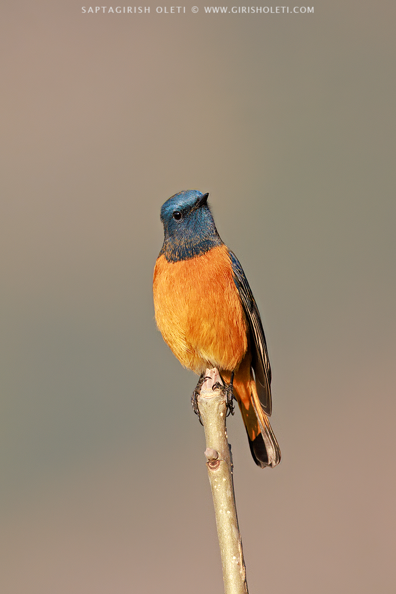 Blue-fronted Redstart photographed at Munsyari, Uttarakhand