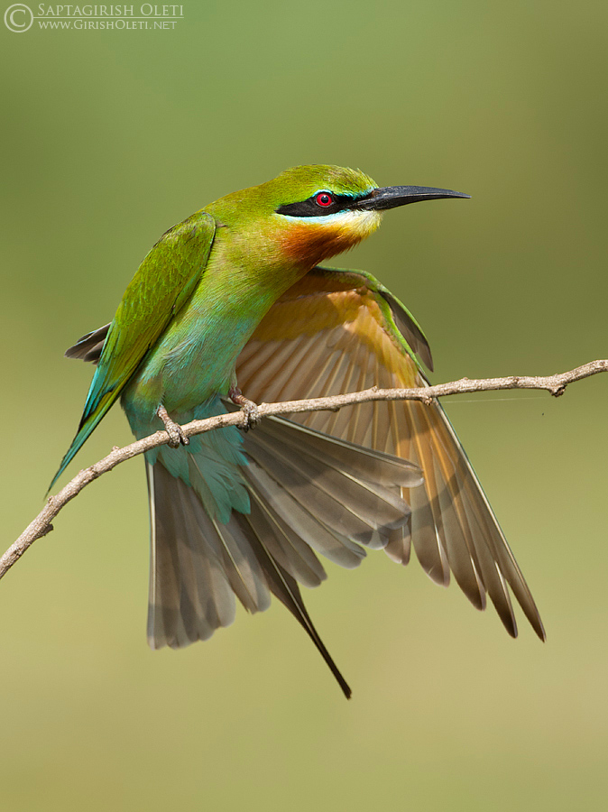 Blue-tailed Bee-eater photographed at Mysore, India