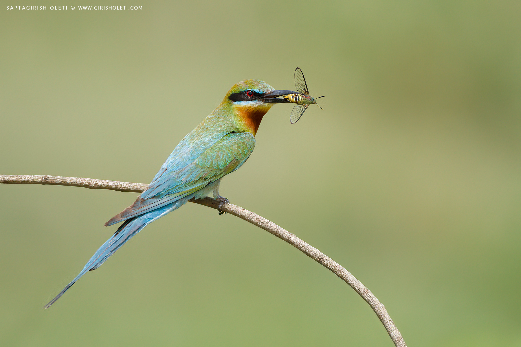 Blue-tailed Bee-eater photographed at Mysore