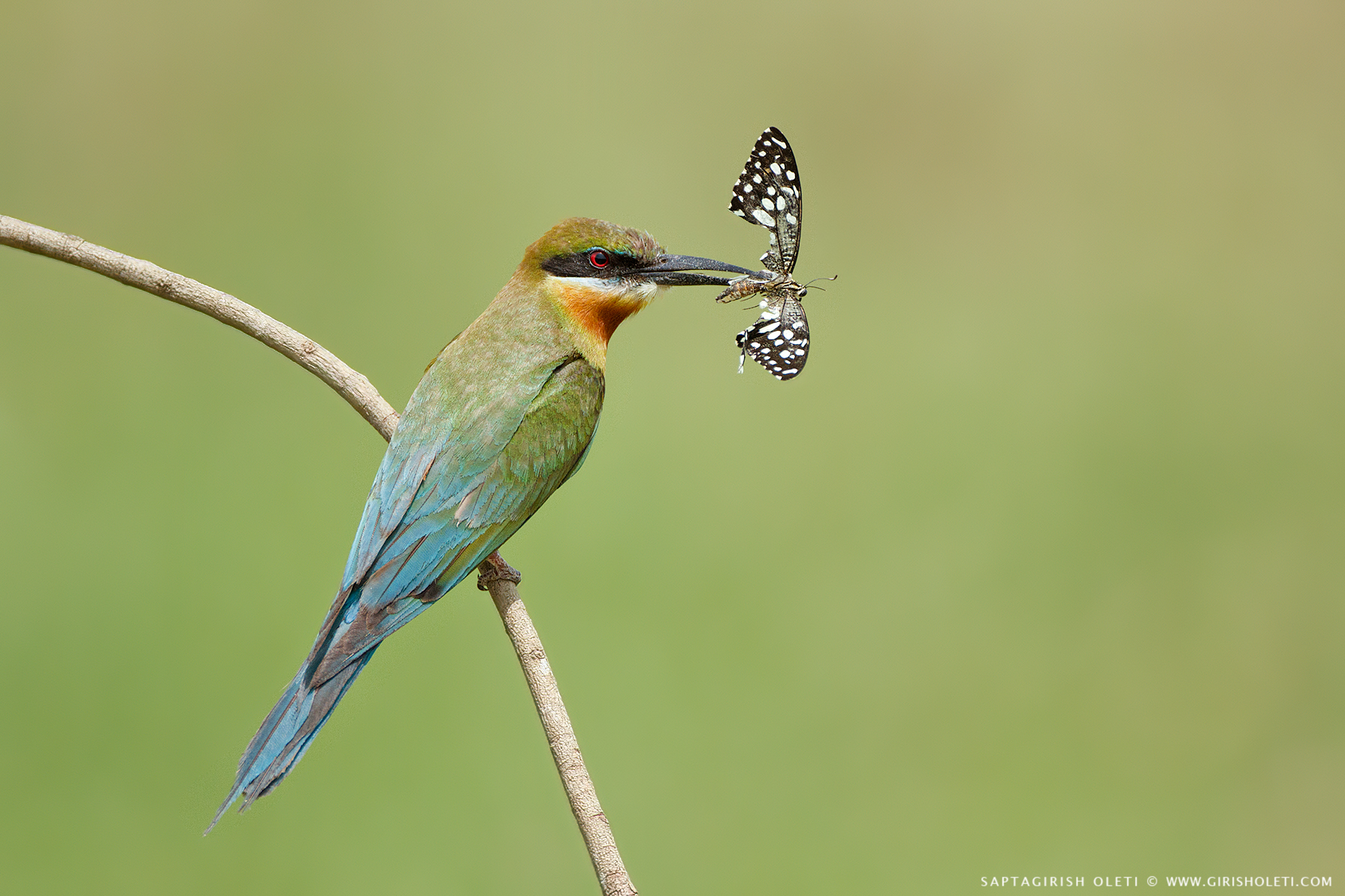 Blue-tailed Bee-eater photographed at Mysore
