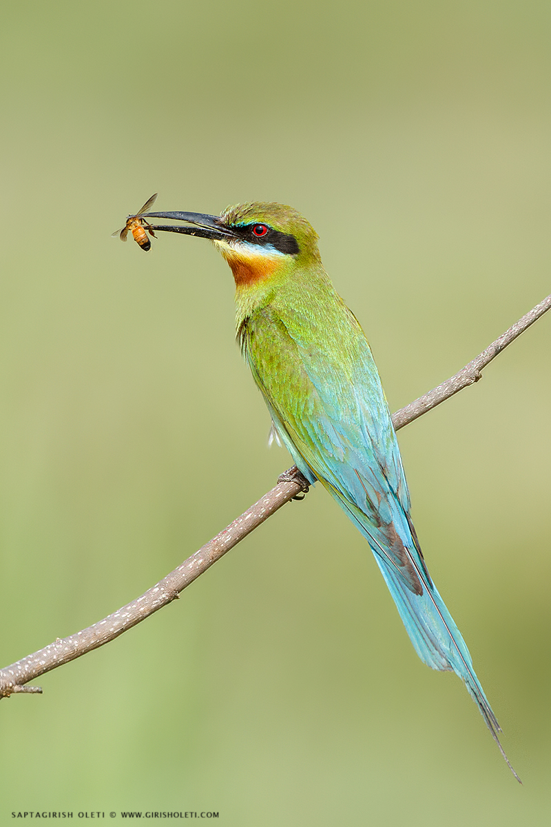 Blue-tailed Bee-eater photographed at Mysore, India