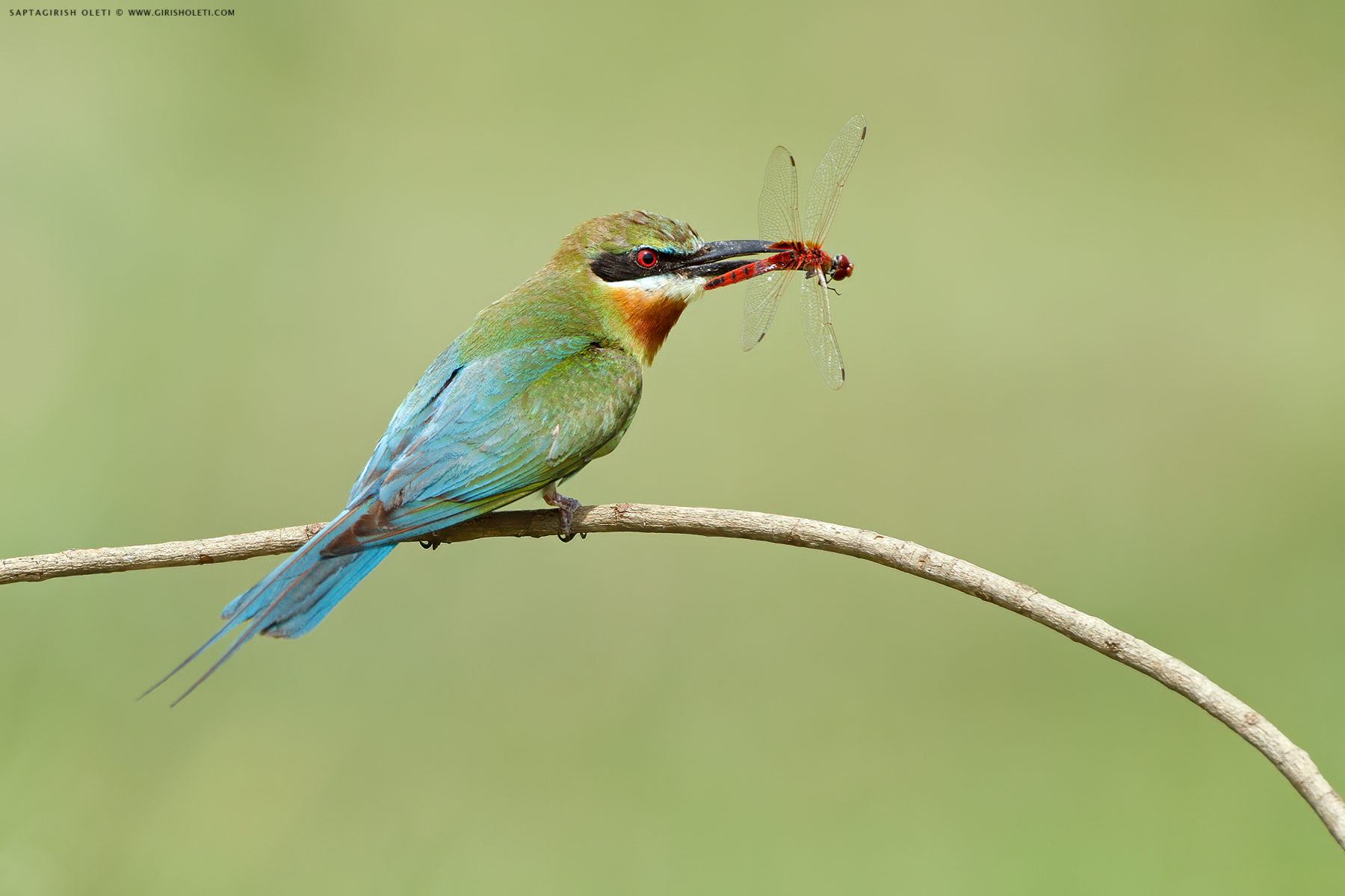 Blue-tailed Bee-eater photographed at Mysore, India