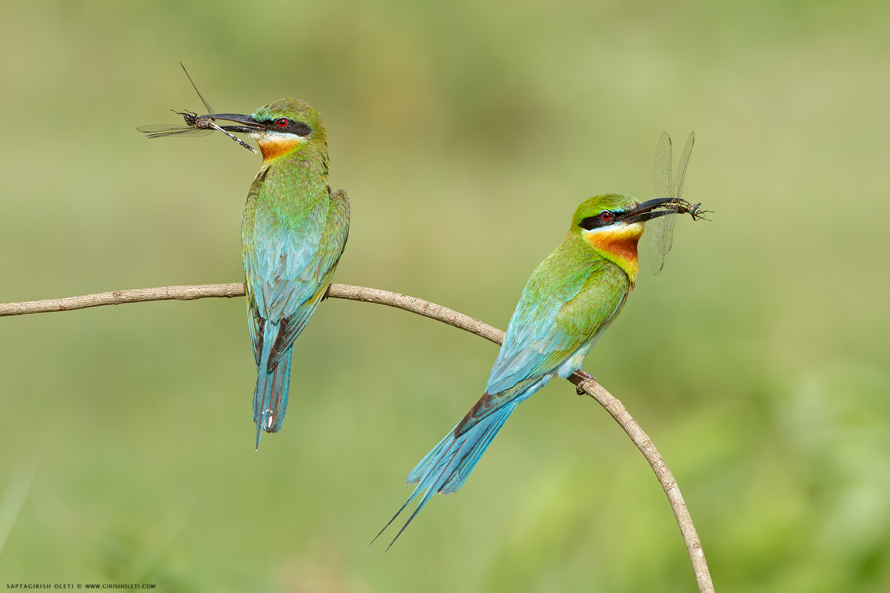 Blue-tailed Bee-eater photographed at Mysore, India
