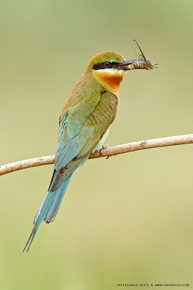 Blue-tailed Bee-eater photographed at Mysore, India