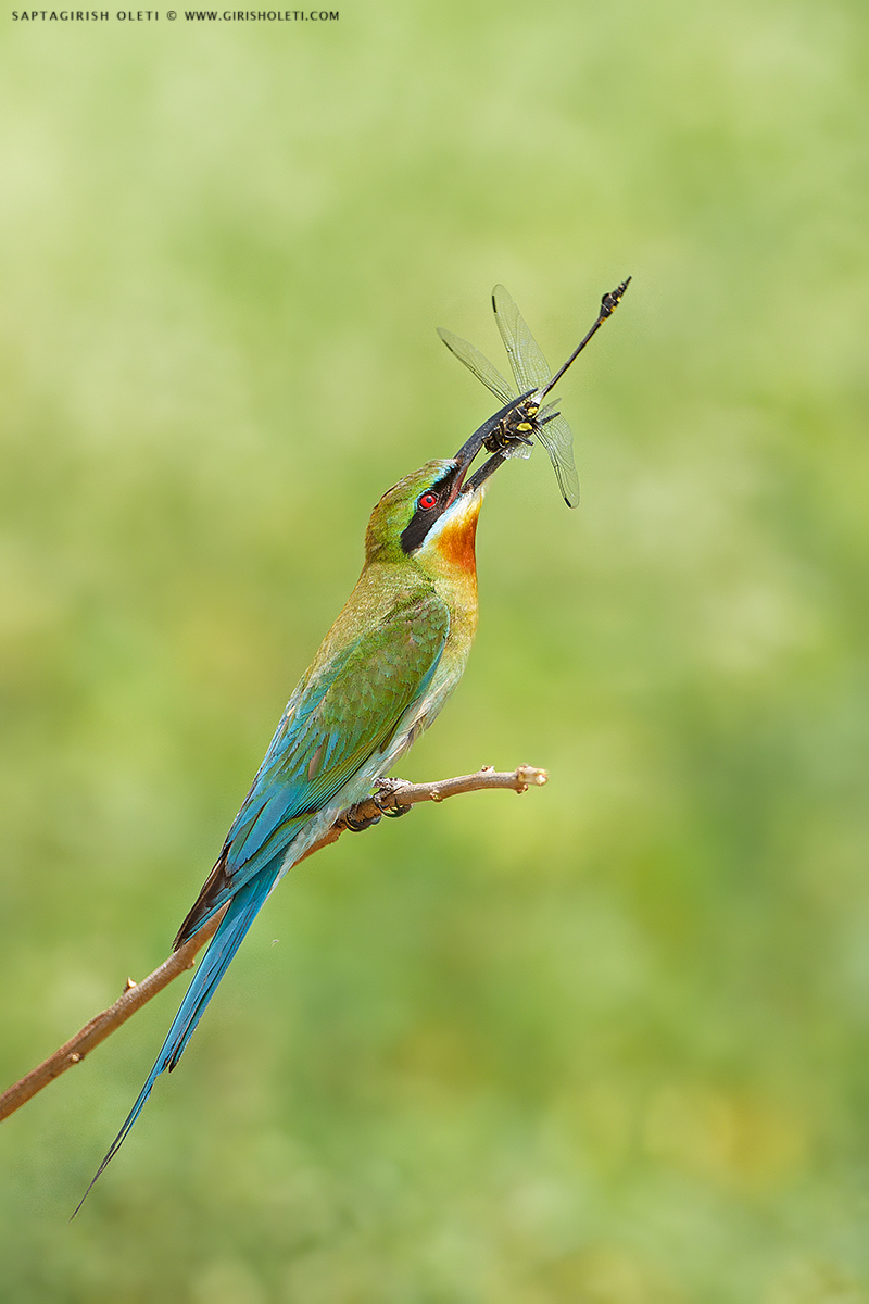 Blue-tailed Bee-eater photographed at Mysore, India