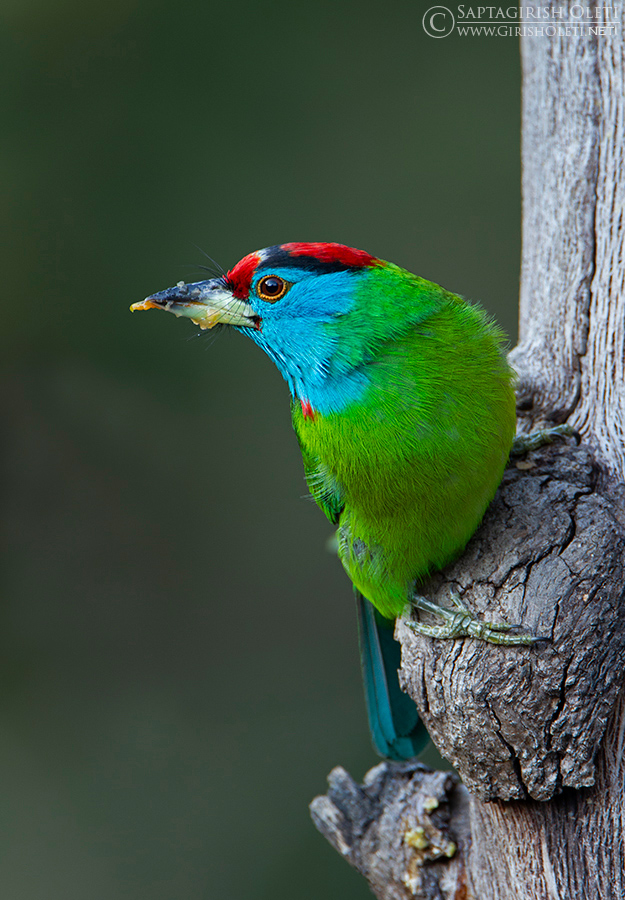 Blue-throated Barbet photographed at Sattal