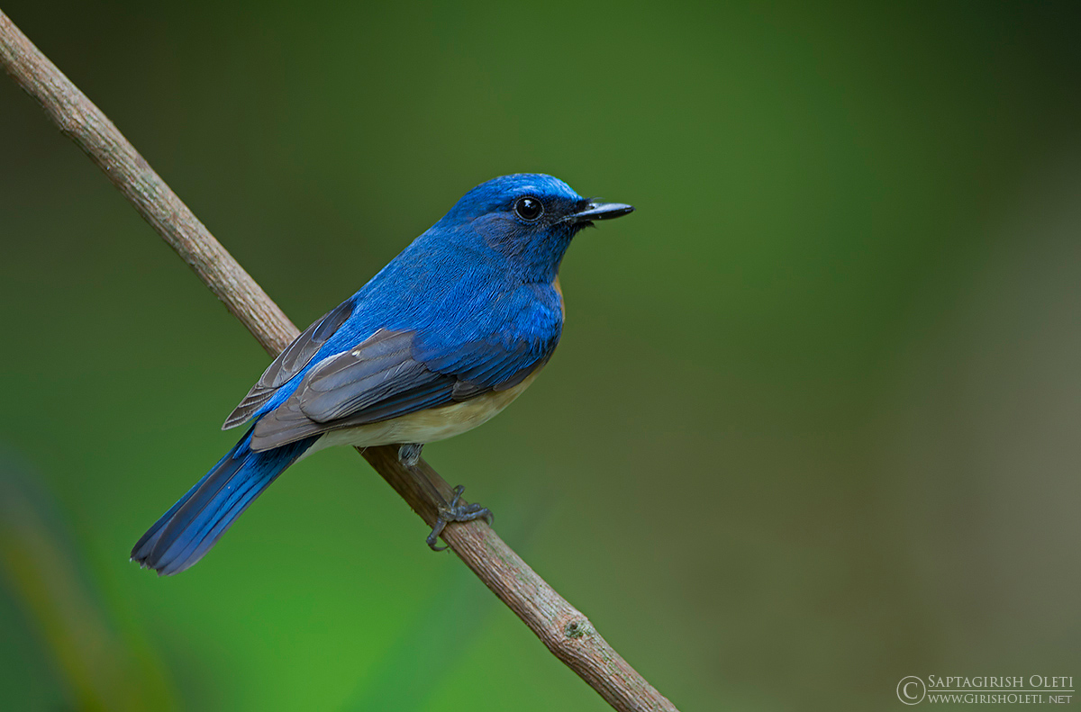 Blue-throated blue flycatcher photographed at Thattekkad, Kerala, India