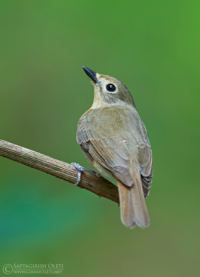 Blue-throated blue flycatcher photographed at Thattekkad, Kerala, India