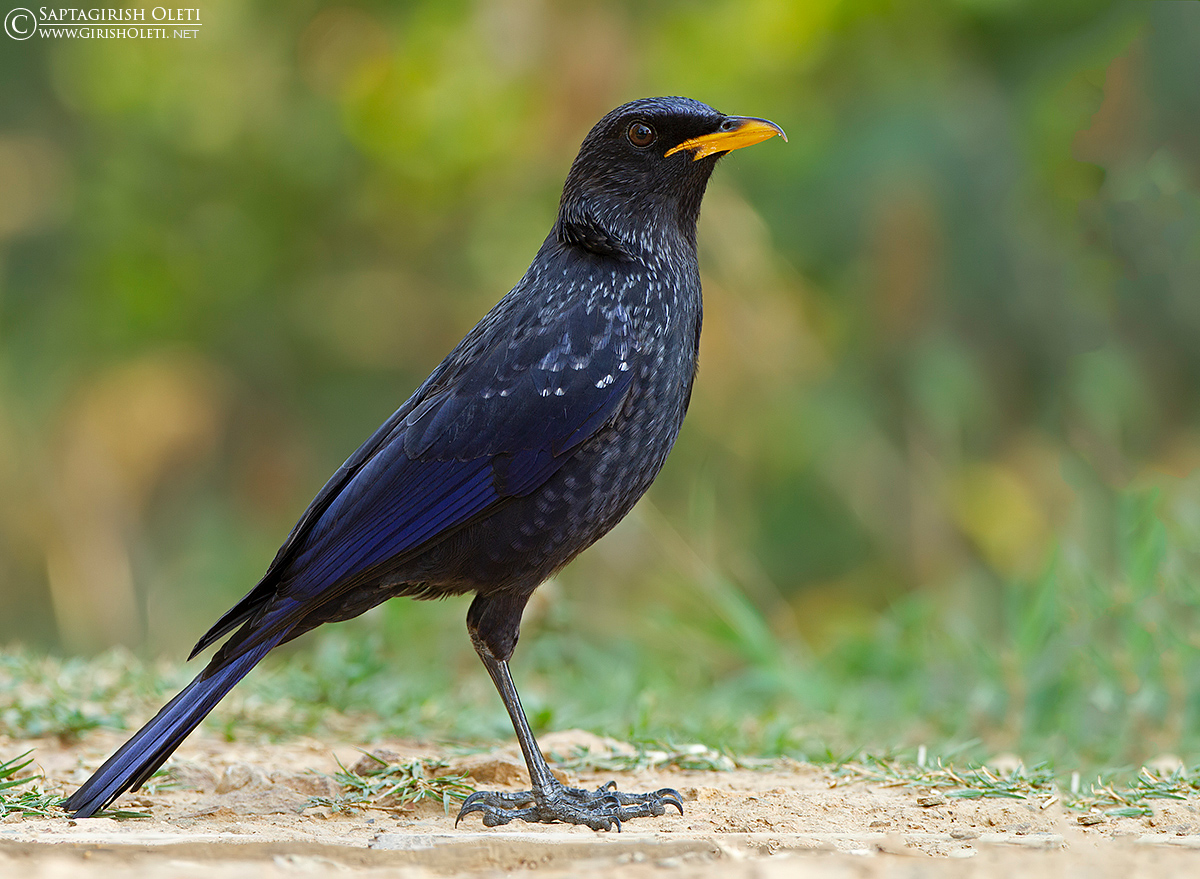 Blue Whistling-thrush photographed at Sattal