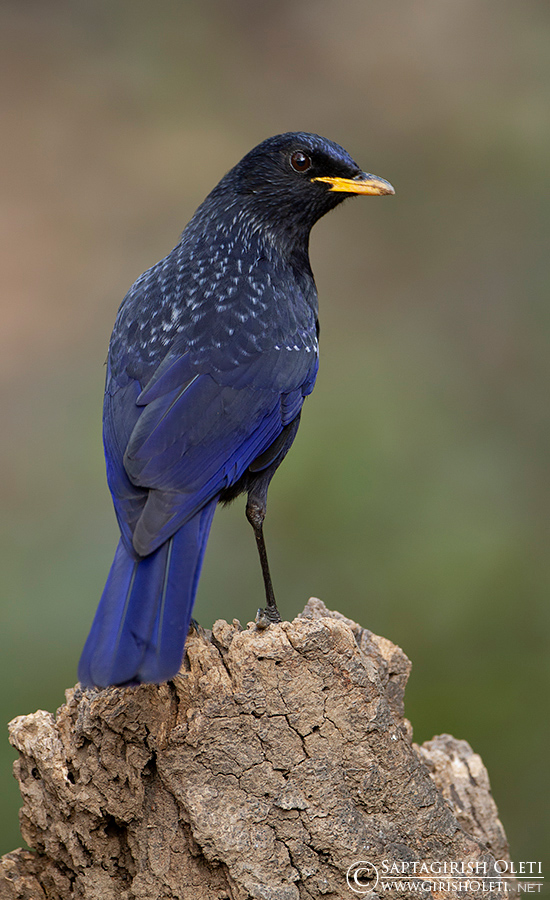 Blue Whistling-thrush photographed at Sattal