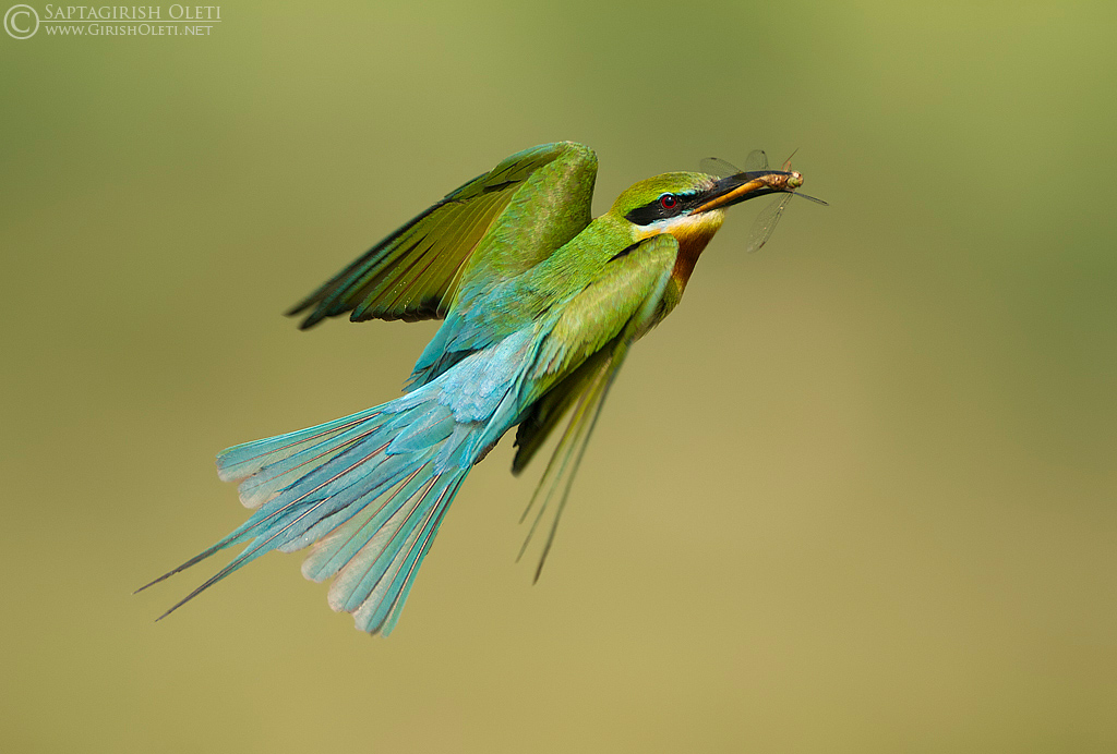 Blue-tailed Bee-eater photographed at Bangalore