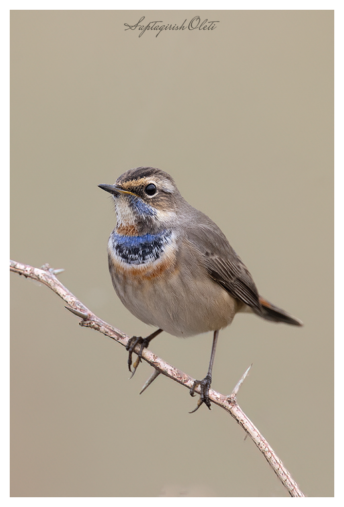 Bluethroat photographed at Nalsarovar