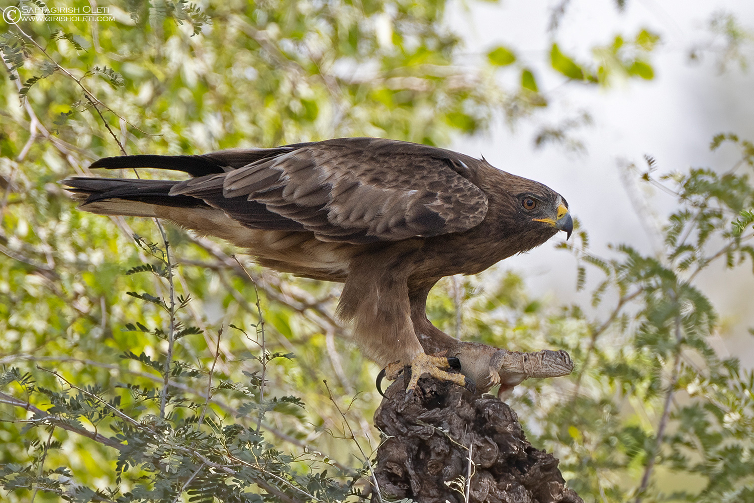 Booted Eagle photographed at Taal Chappar, Rajasthan
