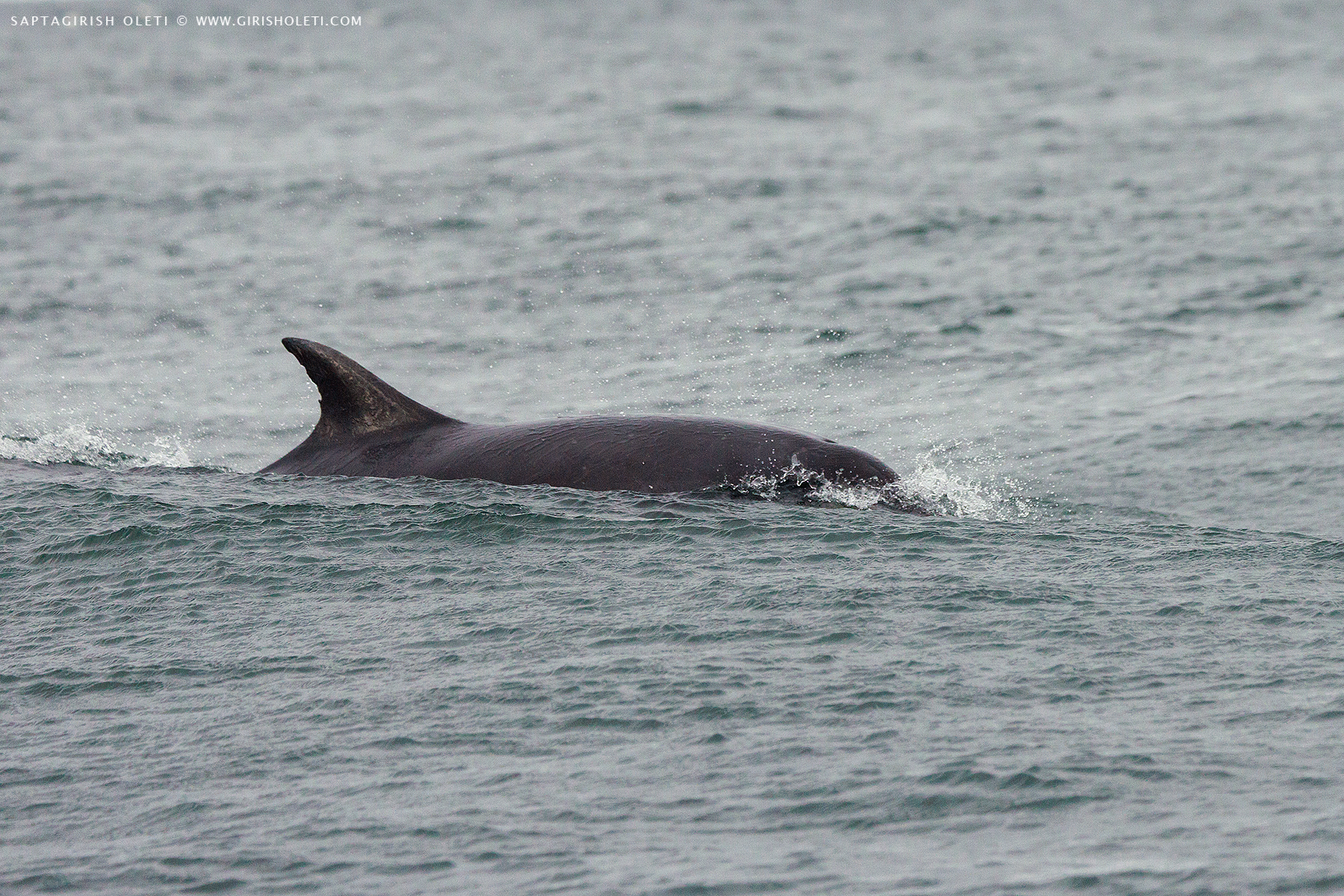 Bottlenose Dolphins