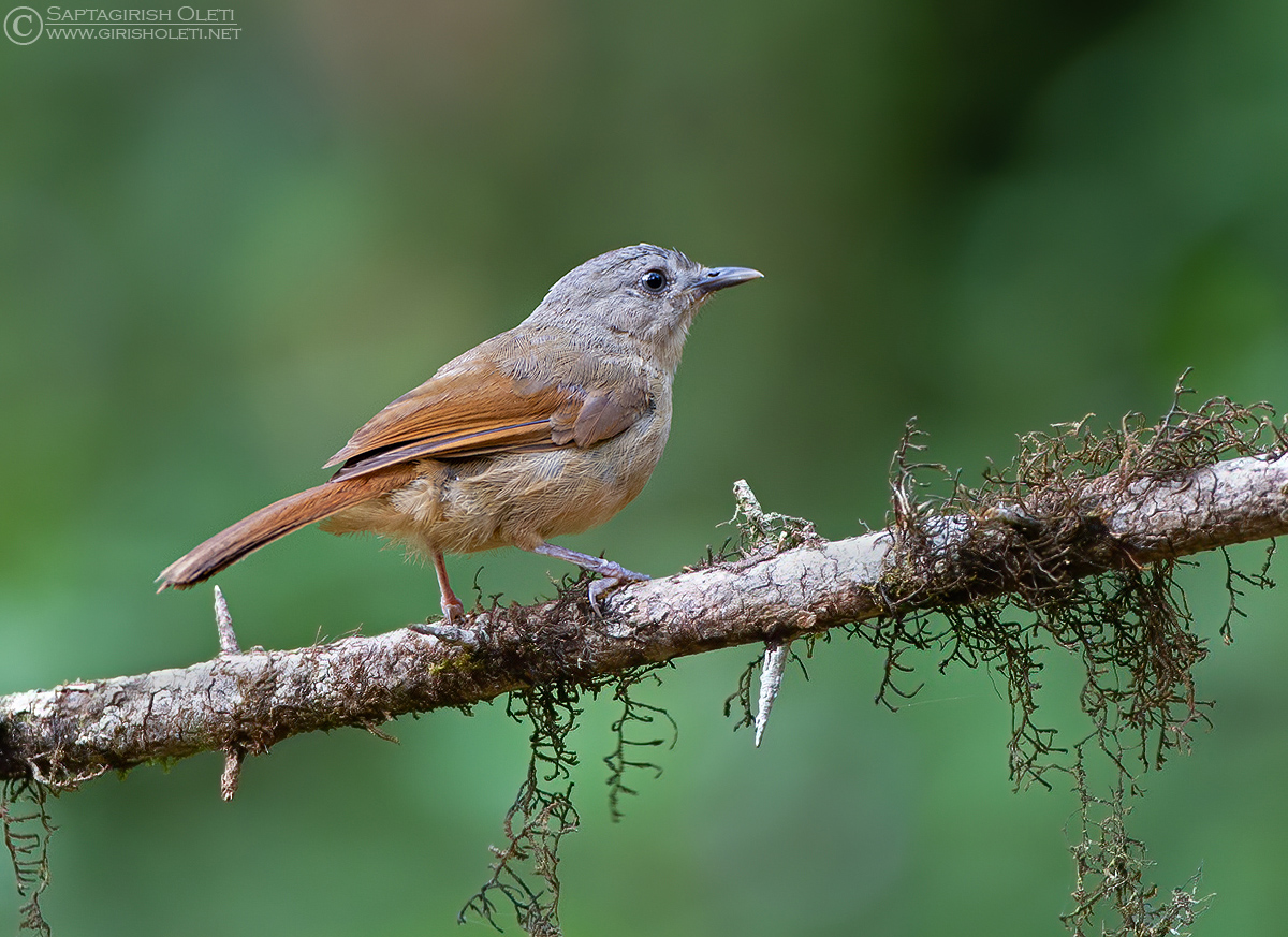 Brown-cheeked Fulvetta photographed at Ganeshgudi, Karnataka