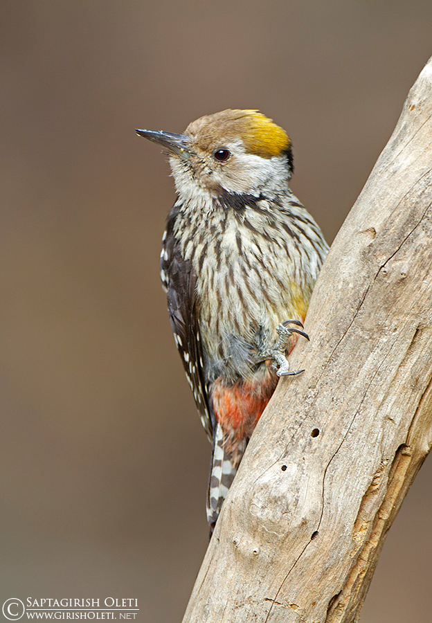 Brown-fronted Woodpecker photographed at Sattal