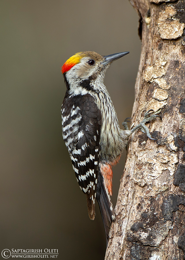 Brown-fronted Woodpecker photographed at Sattal