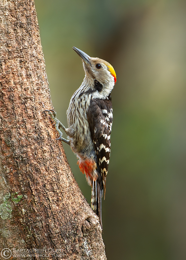 Brown-fronted Woodpecker photographed at Sattal, India