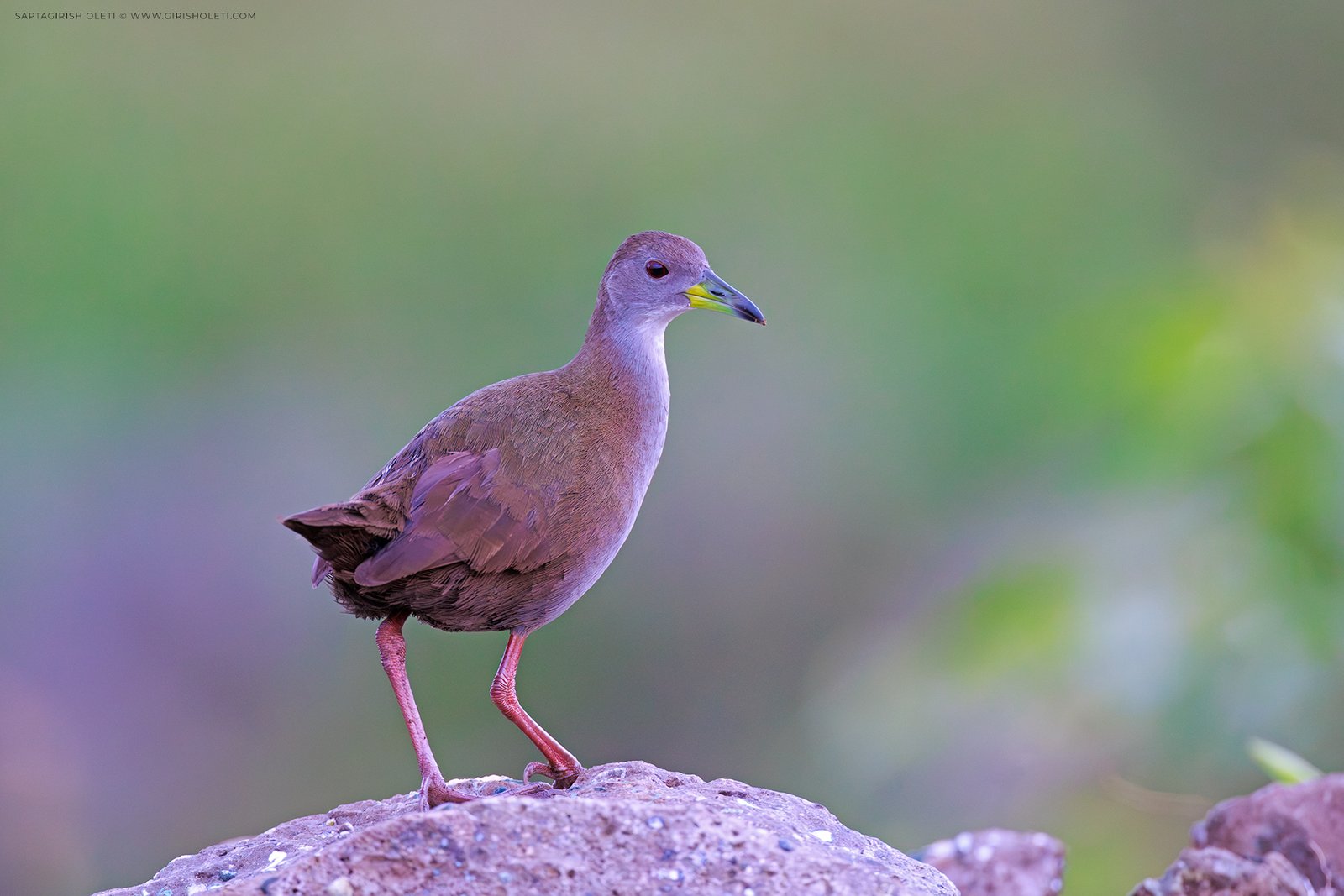 Brown Crake photographed at Bhigwan