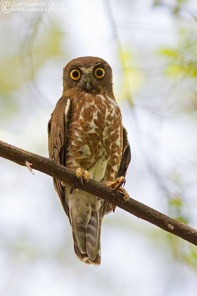 Brown Hawk-owl photographed at Bangalore, India