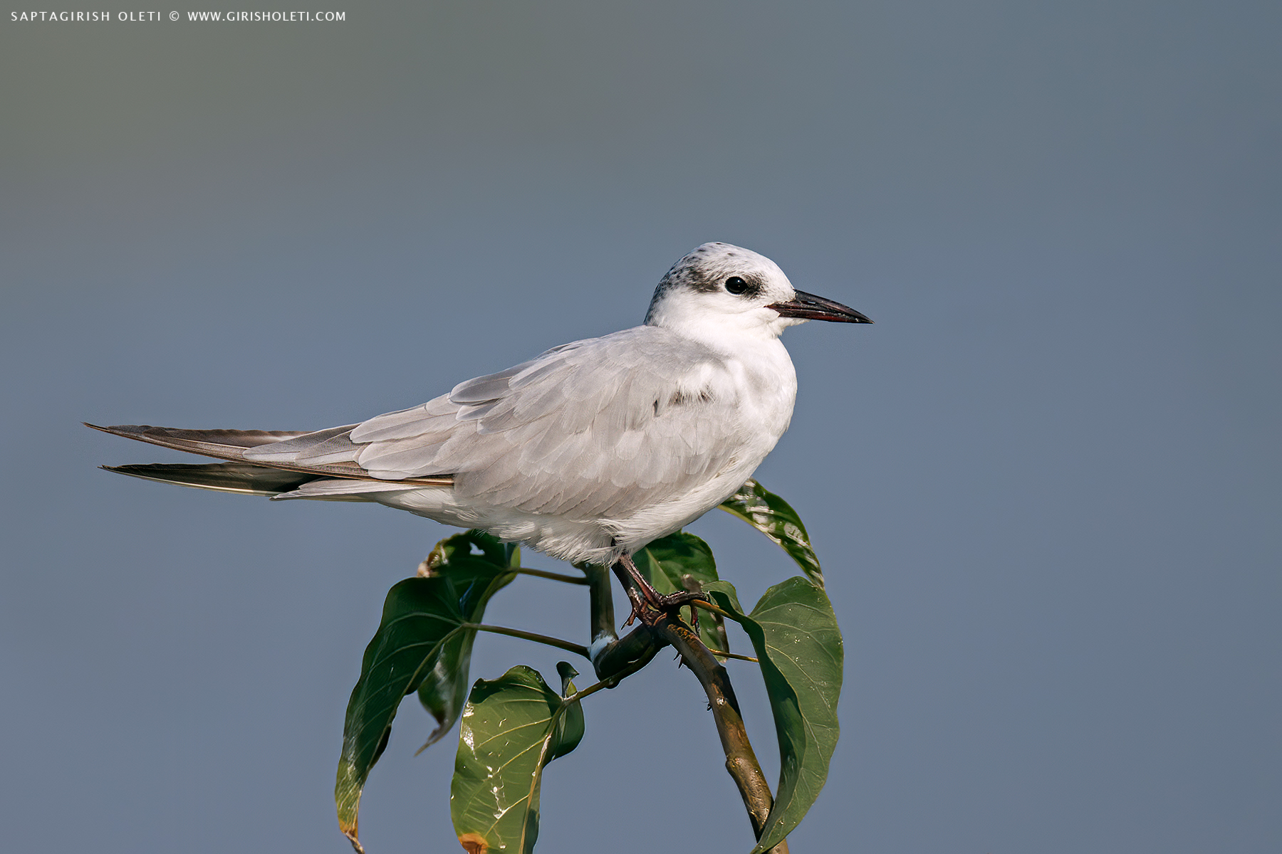 Common Black-headed Gull