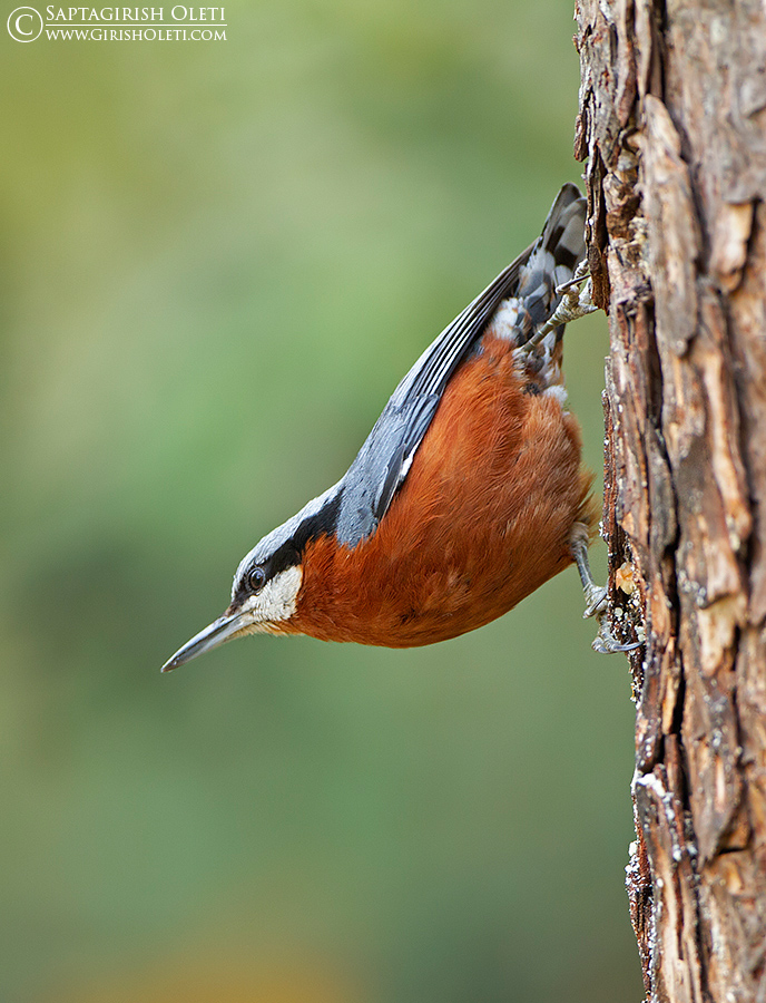 Chestnut-bellied Nuthatch photographed at Sattal, India
