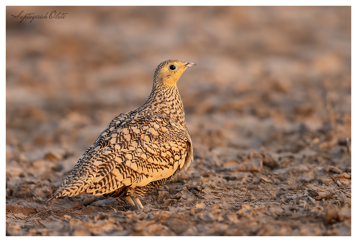 Chestnut-bellied Sandgrouse photographed at Little Rann of Kutch