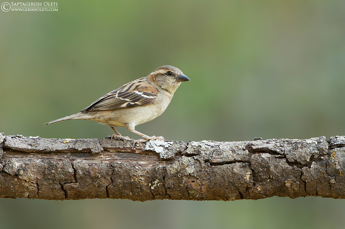 Russet Sparrow photographed at Sattal, India