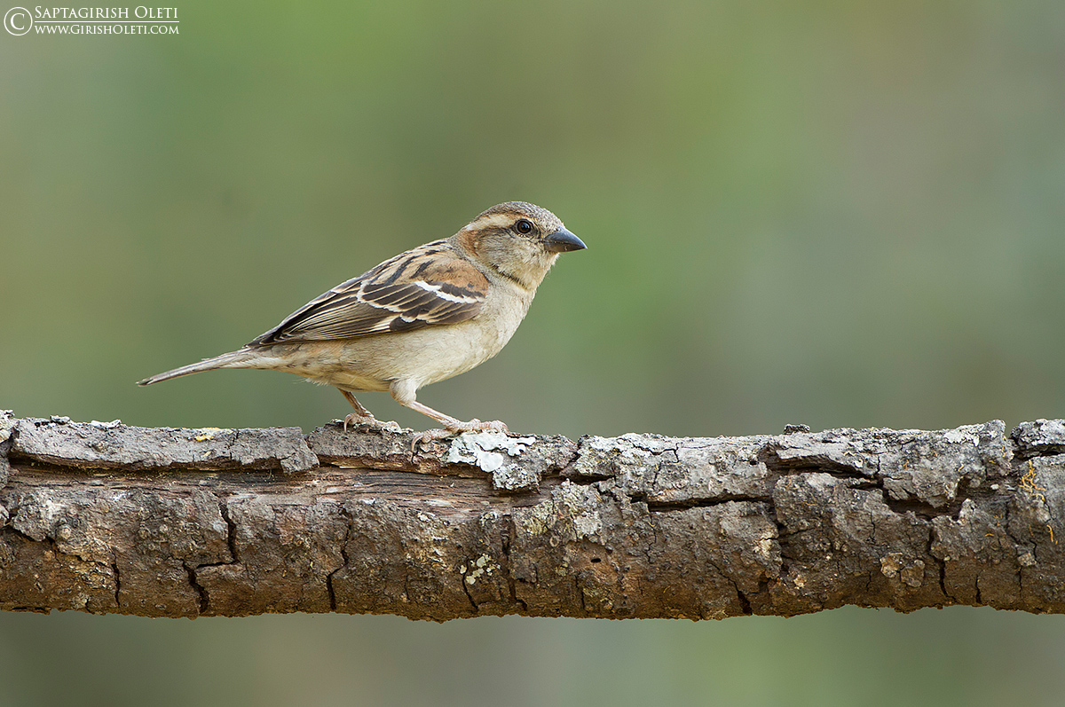 Russet Sparrow