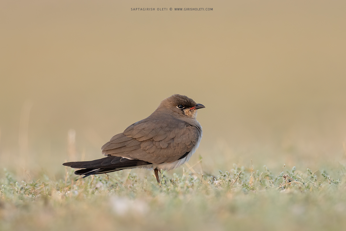 Collared Pratincole photographed at Little Rann of Kutch