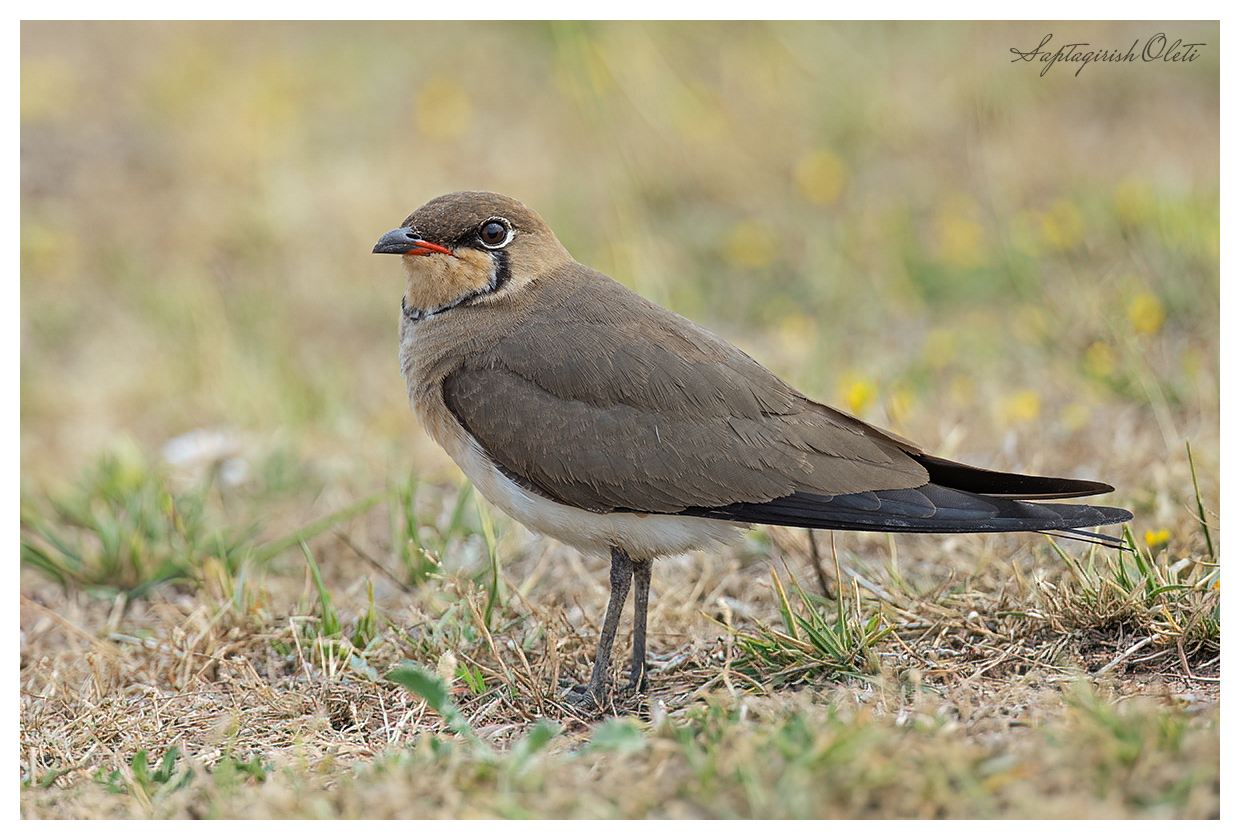 Collared Pratincole photographed at Little Rann of Kutch